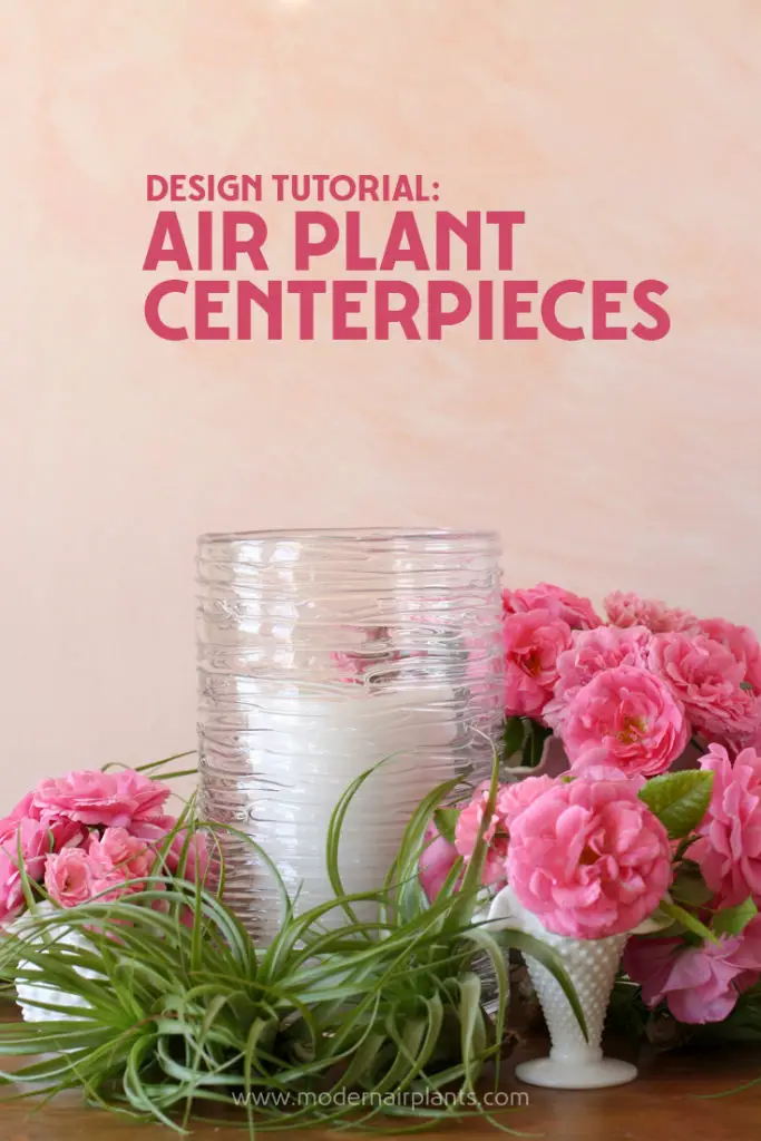 Modern tips on creating air plant centerpieces