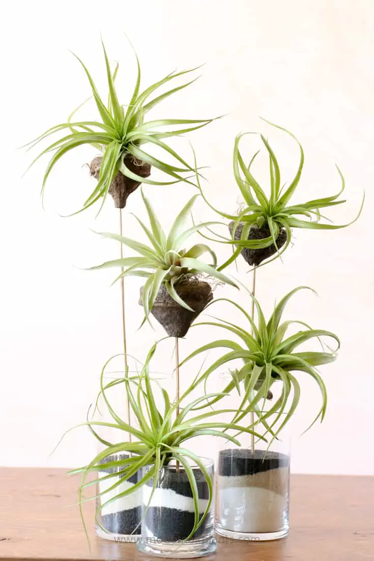 4 Organic Air Plant Design Ideas - Modern Air Plants