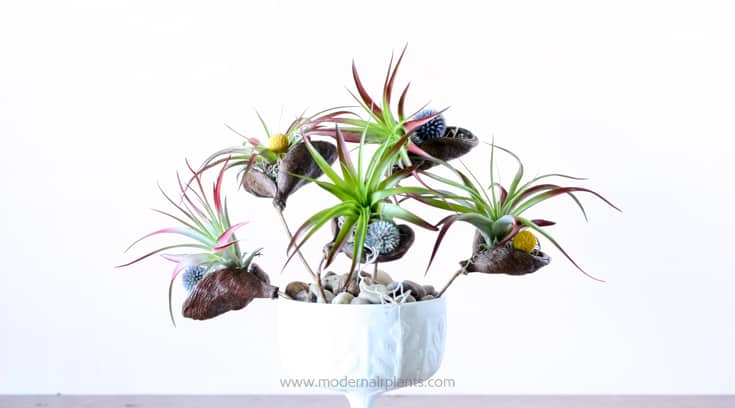 Organic elements pair perfectly for air plant displays