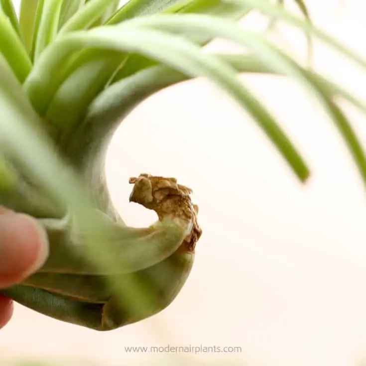 Some air plants have a natural hook