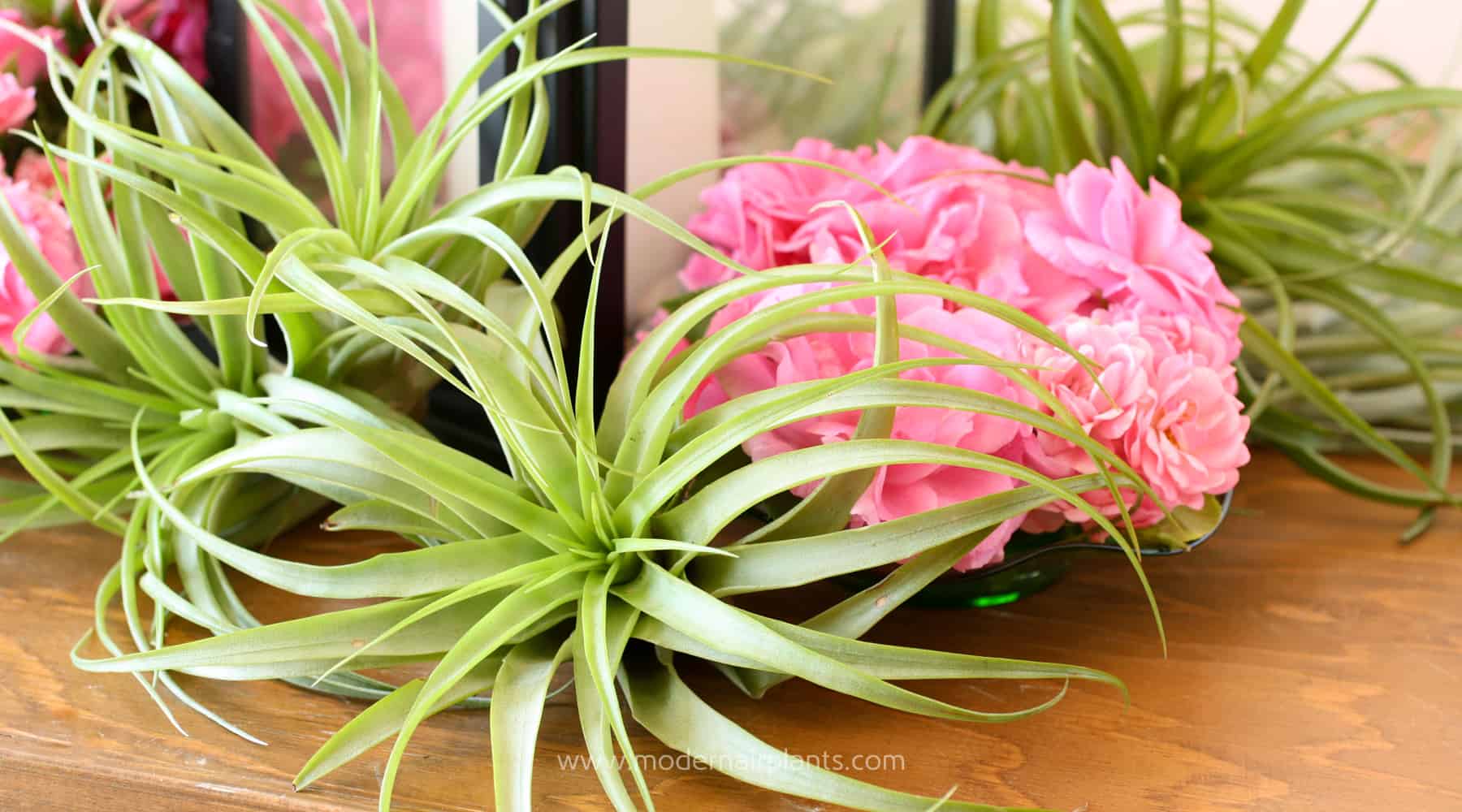 Use Air Plants to Create Beautiful Centerpieces