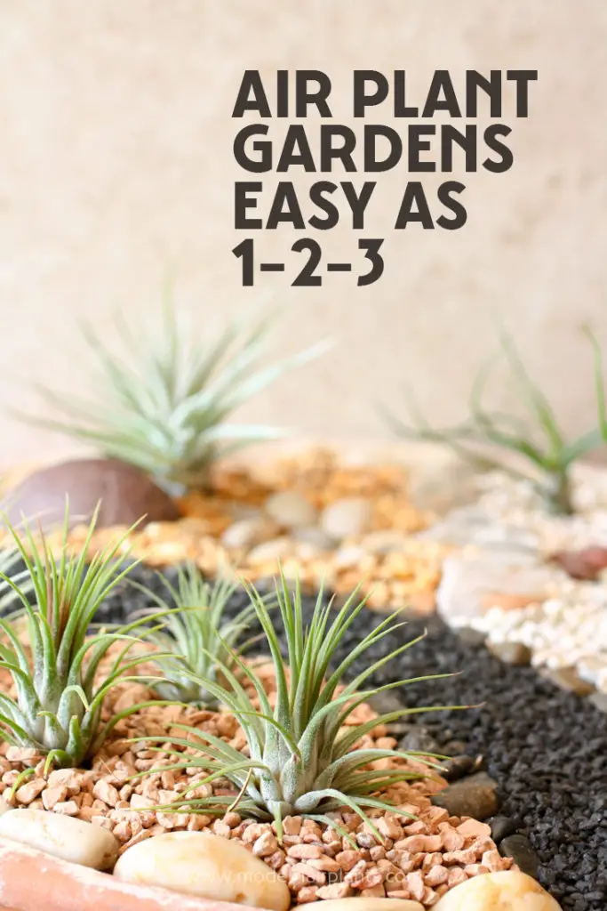 You'll LOVE these air plant gardens