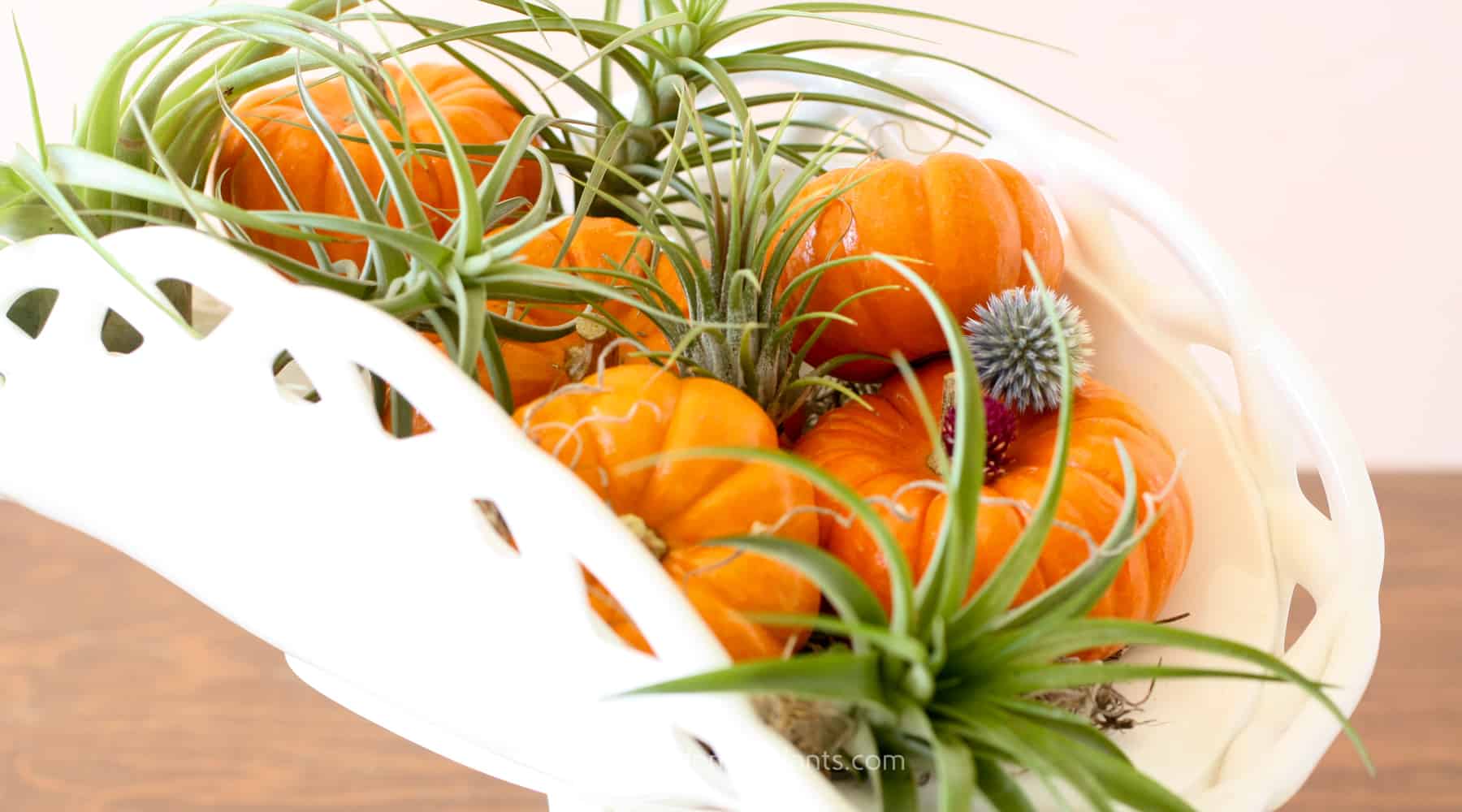 fall decor - air plants and pumpkins