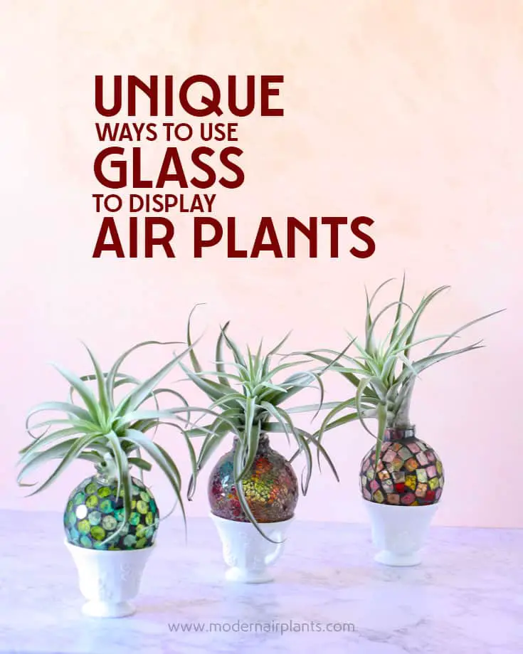 Fun and creative ways to use GLASS to display AIR PLANTS