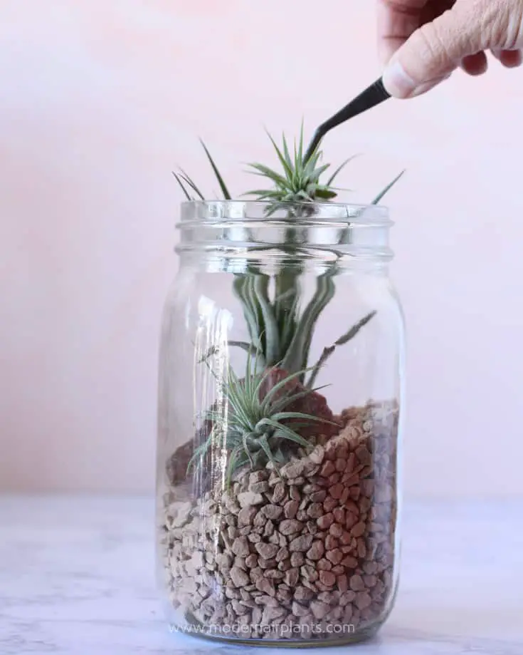 Use tweezers to add air plants in hard to reach places