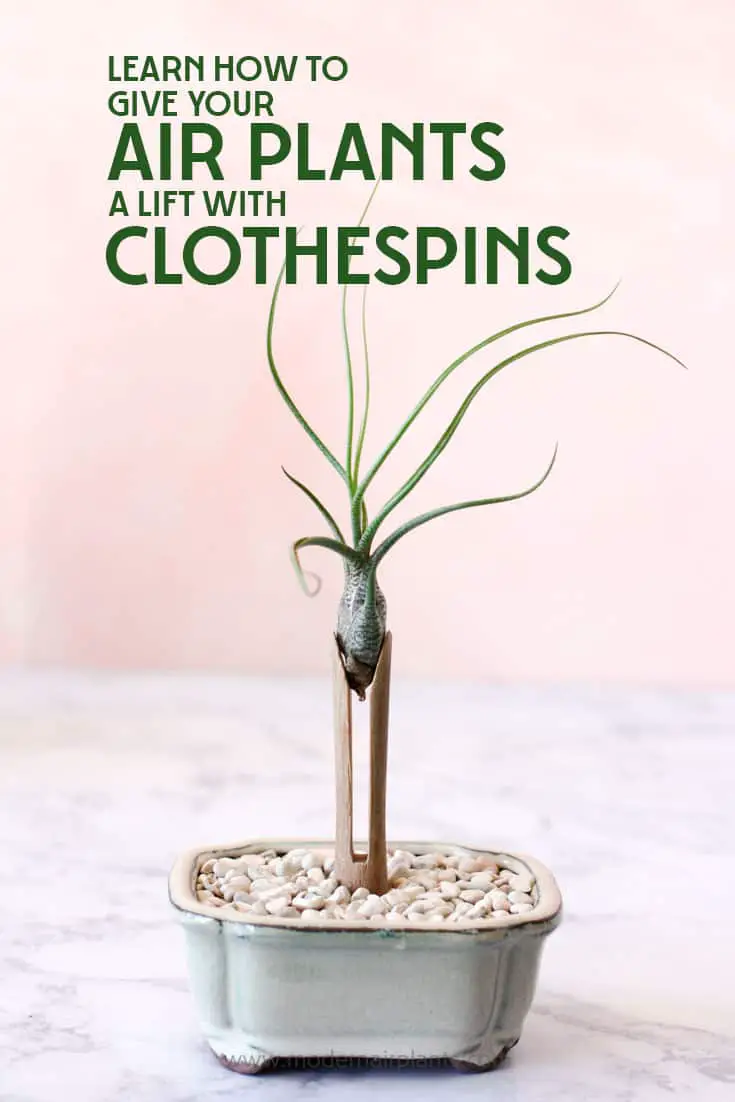 What an innovative way to display air plants - clothespins