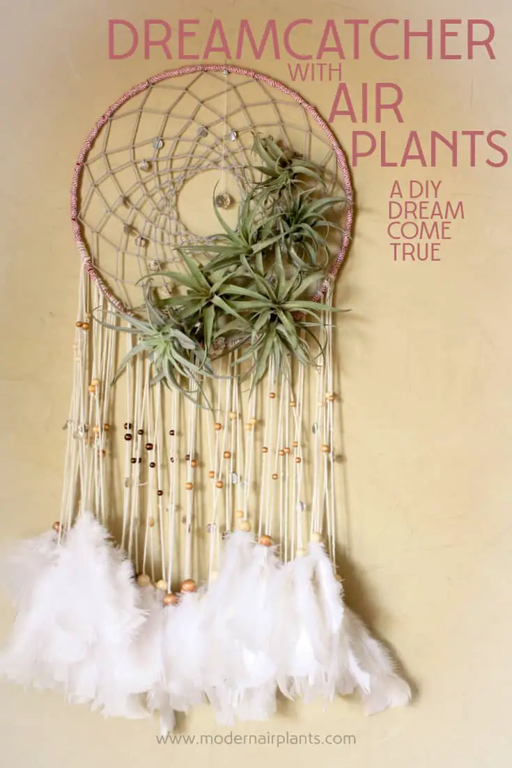 Who knew? dreamcatchers and air plants are a perfect combo