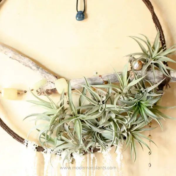 Dreamcatchers and Air Plants: Sweet Dreams Guaranteed