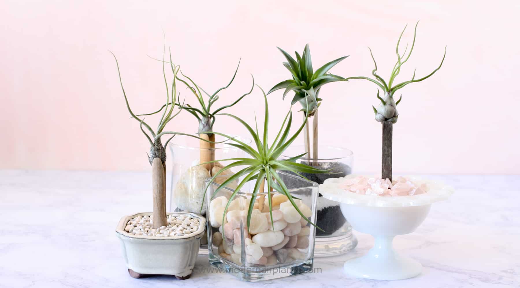 clothespins give air plants a lift