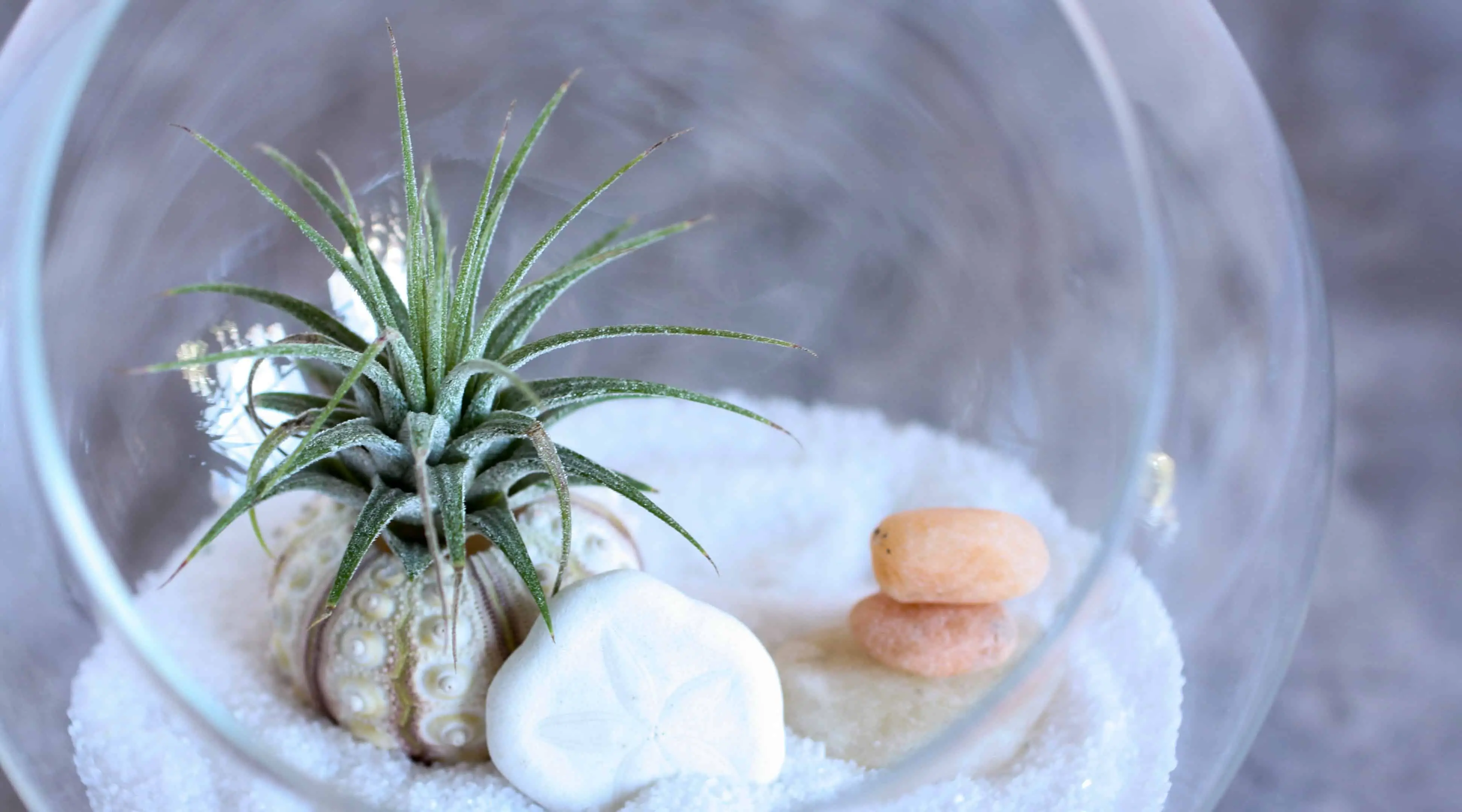 glass containers - air plants