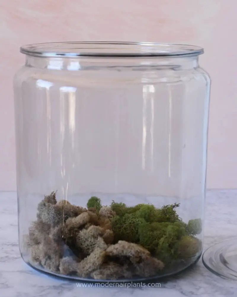 terrarium with moss - air plants