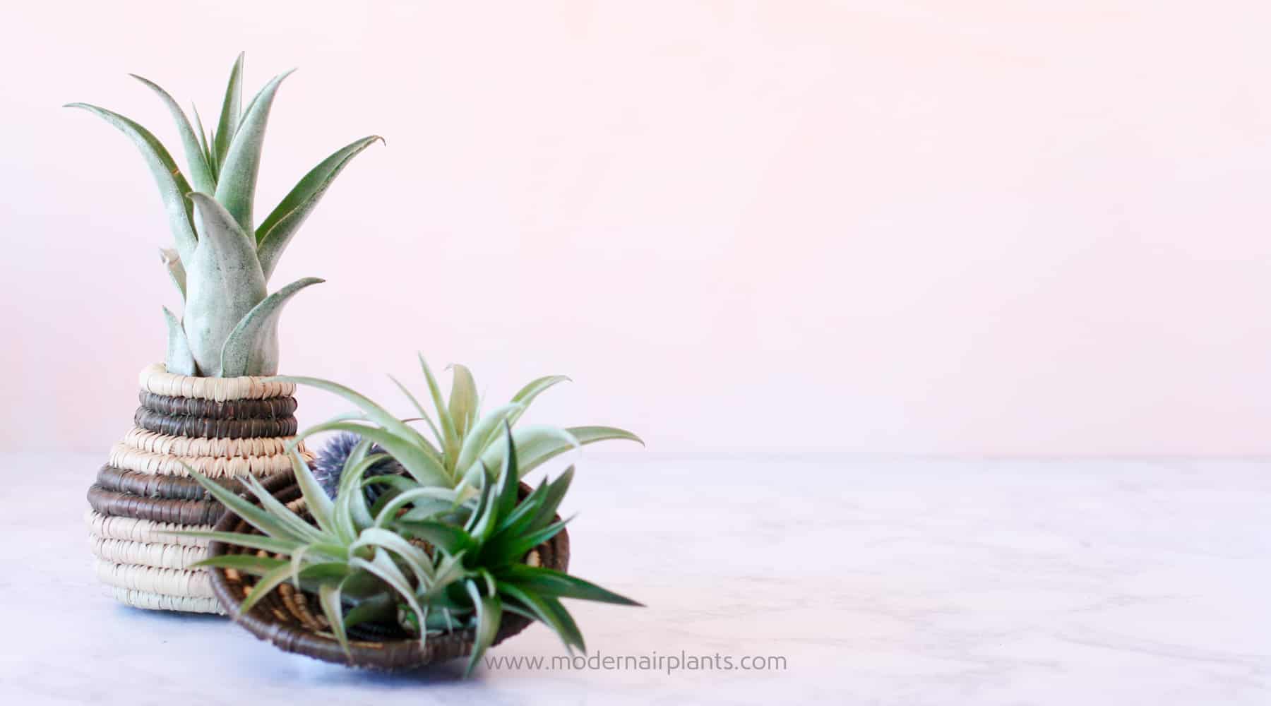 Air Plants in Baskets: a tisket a tasket, happiness in a basket