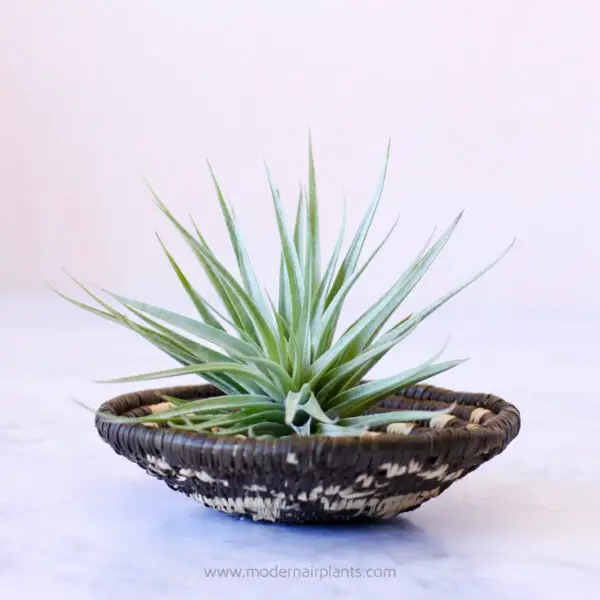 Air Plants in Baskets: a tisket a tasket, happiness in a basket