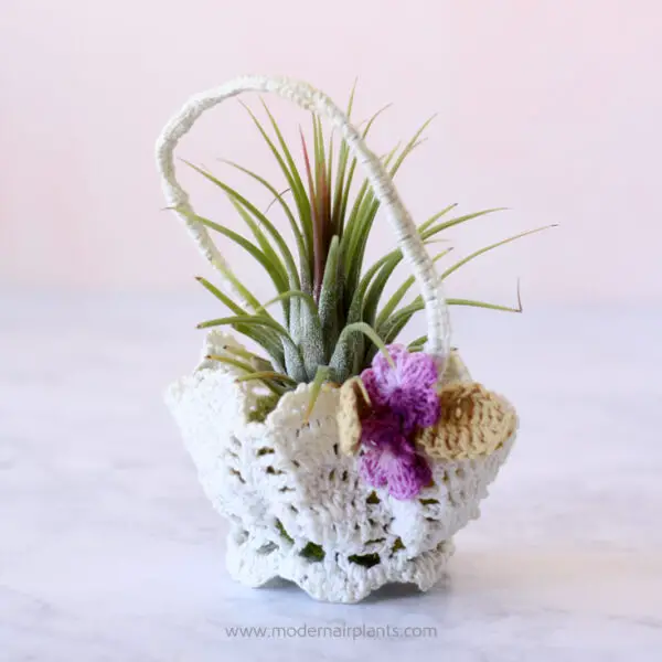 Air Plants in Baskets: a tisket a tasket, happiness in a basket