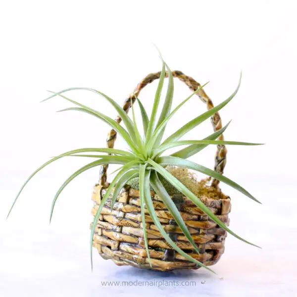 Air Plants in Baskets: a tisket a tasket, happiness in a basket