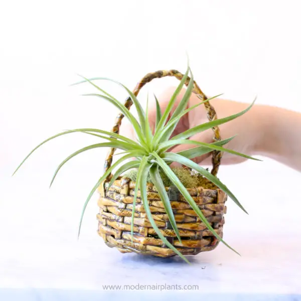 Air Plants in Baskets: a tisket a tasket, happiness in a basket