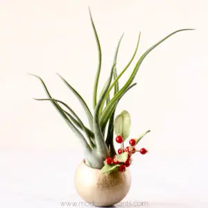 Air Plant Gift Ideas - Caput-Medusae in bell cup