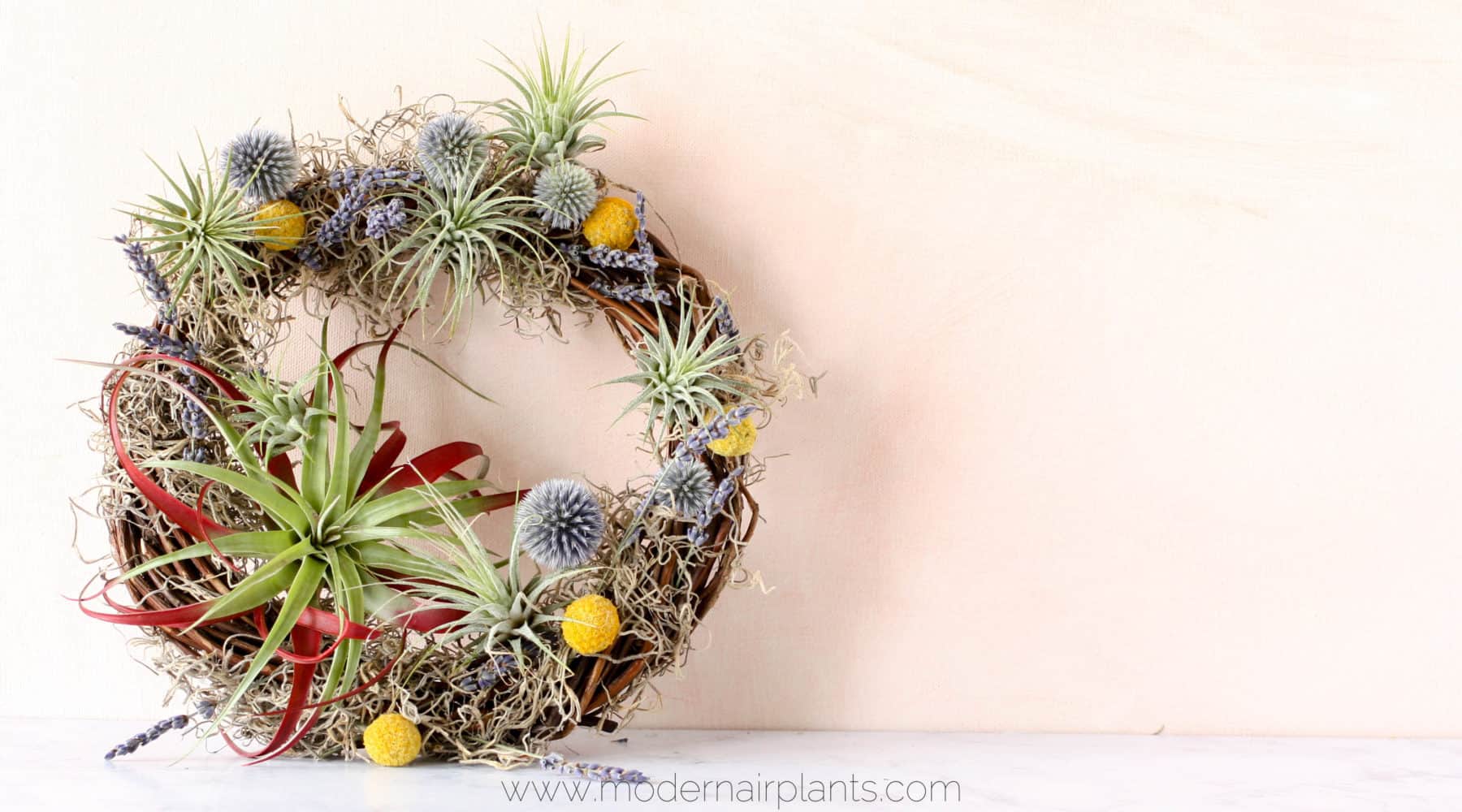 Air Plant Gifts