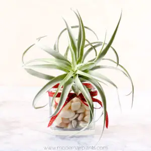 Beautiful air plant gift ideas