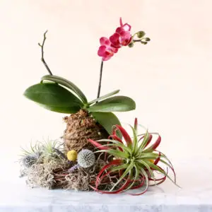 mini orchids - air plant wreath