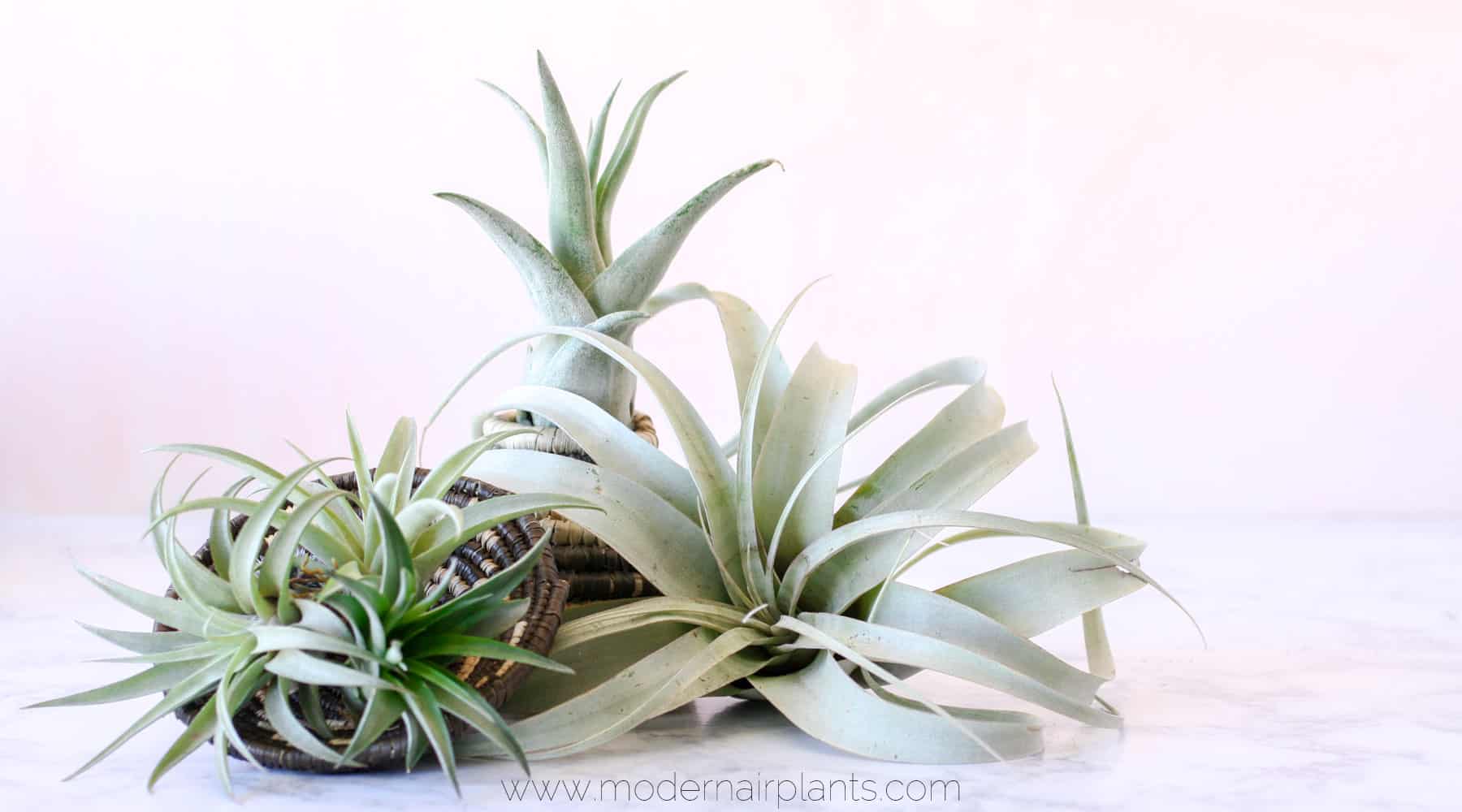 Air Plant - air quality