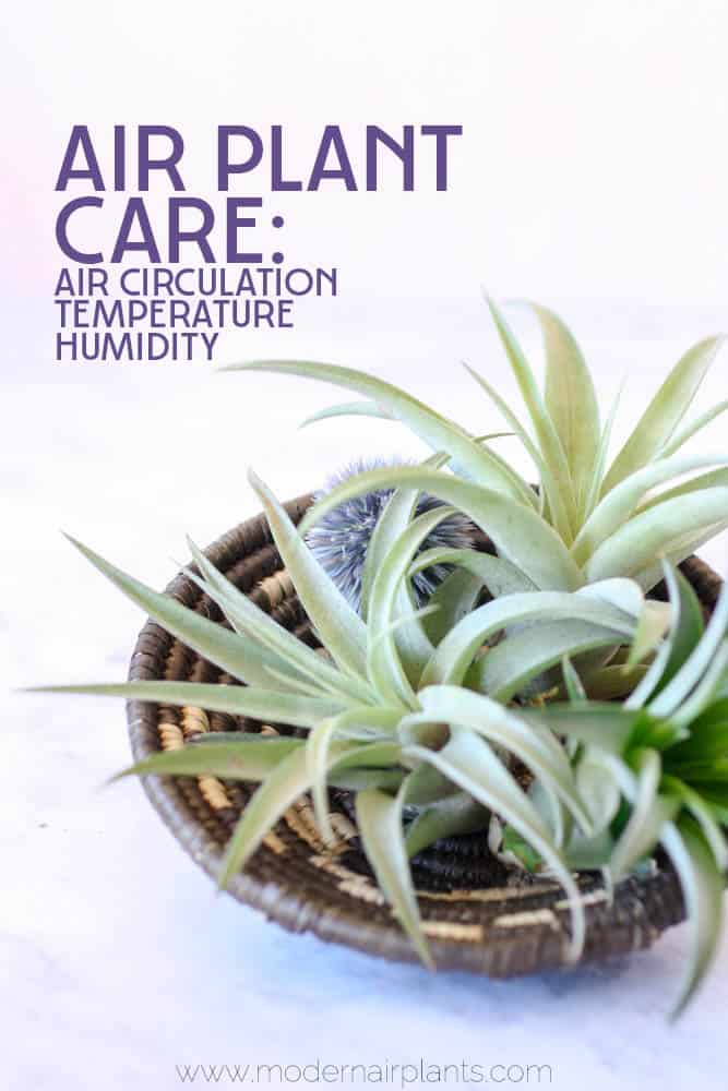 Discover how to provide your air plants with the BEST air quality