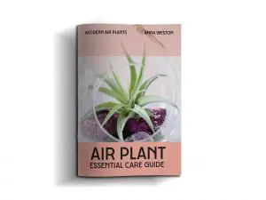 air plant essential care cover