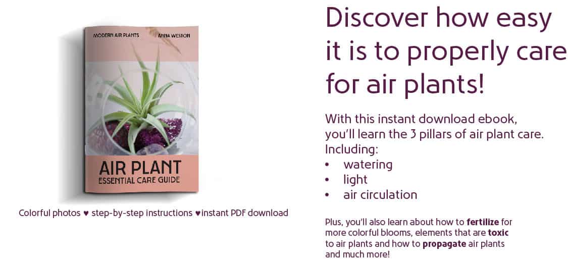 Air Plant Essential Care Ebook Ad