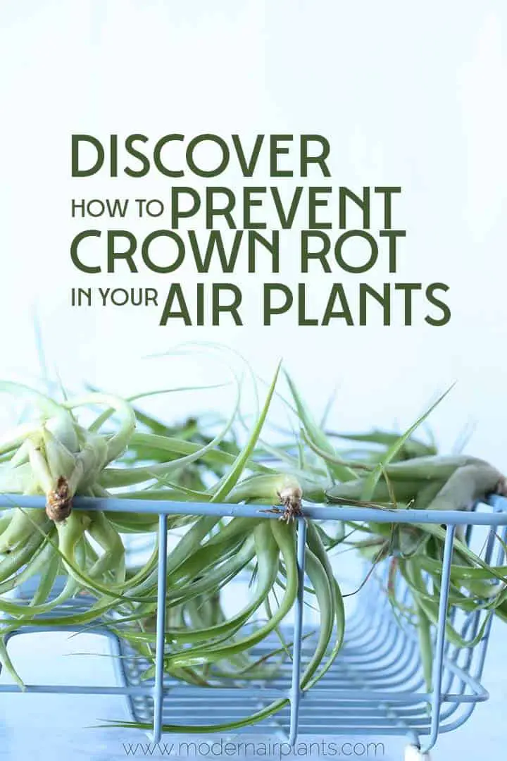 Discover how to dry your air plants