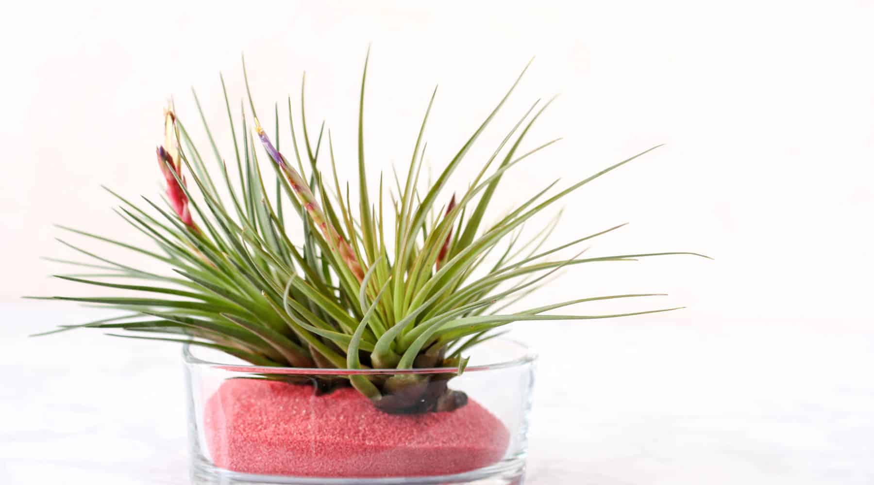 Valentine Gift - air plants