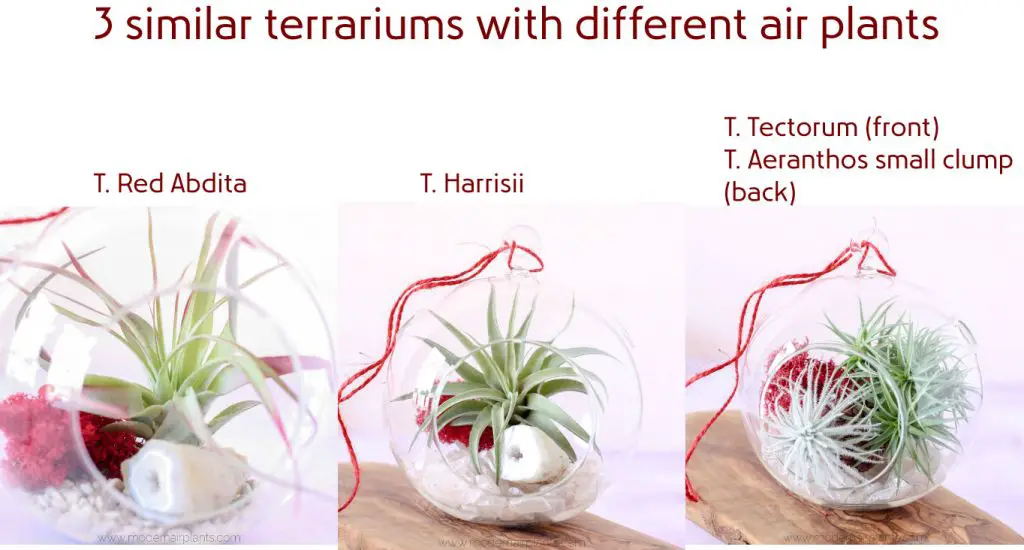 air plant terrarium - valentine gift