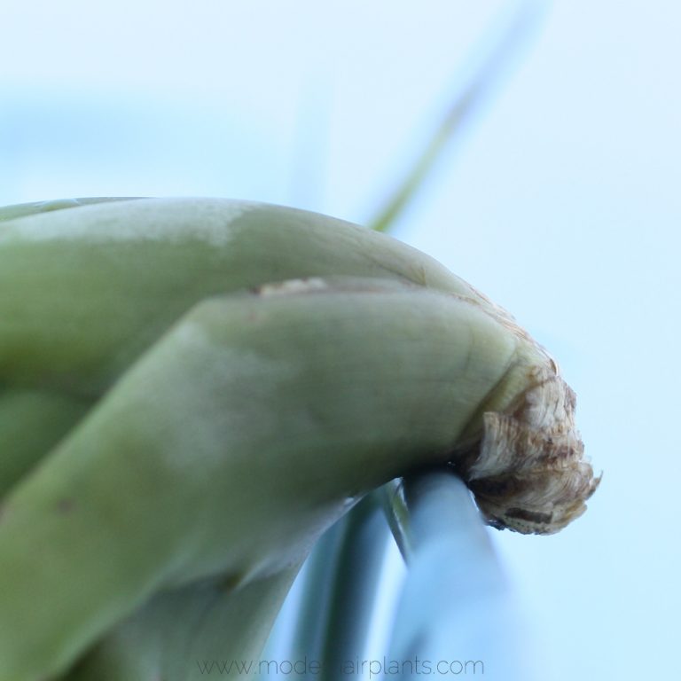 How to Dry Air Plants to Prevent Crown Rot for Healthy Tillandsia