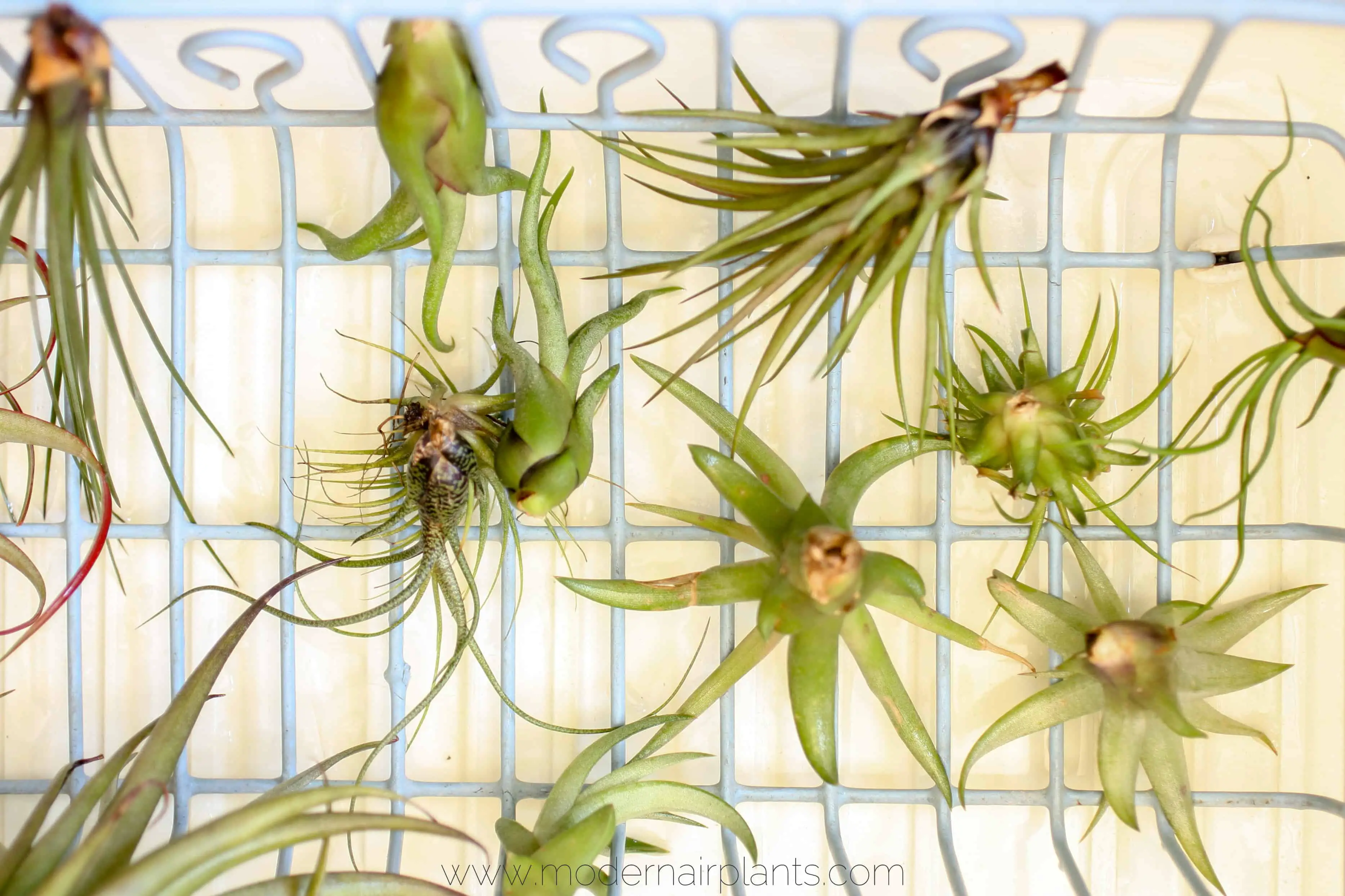 how to dry air plants