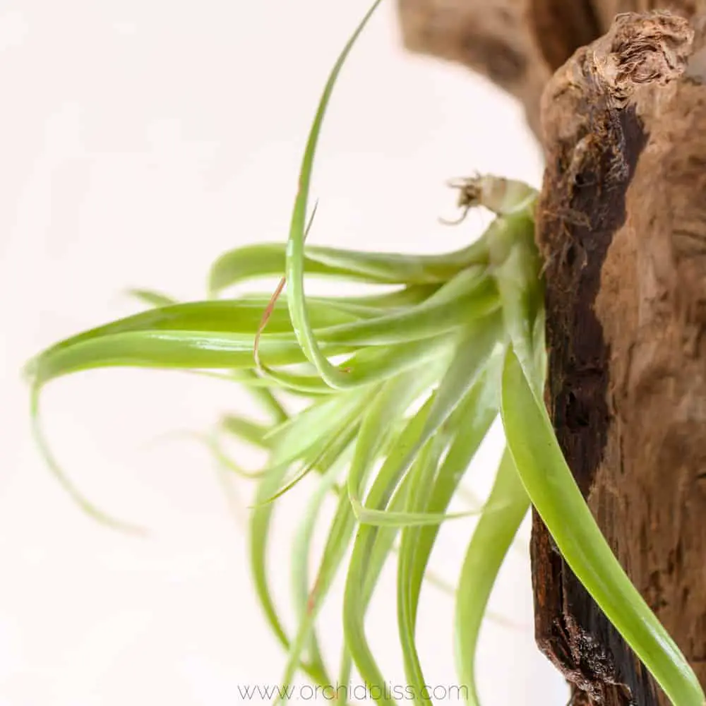 how to dry an air plant display