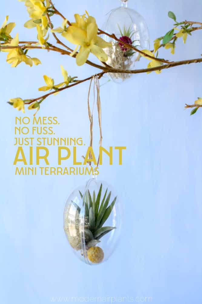 You'll love this easy guide to creating your own mini air plant terrariums - perfect for Easter