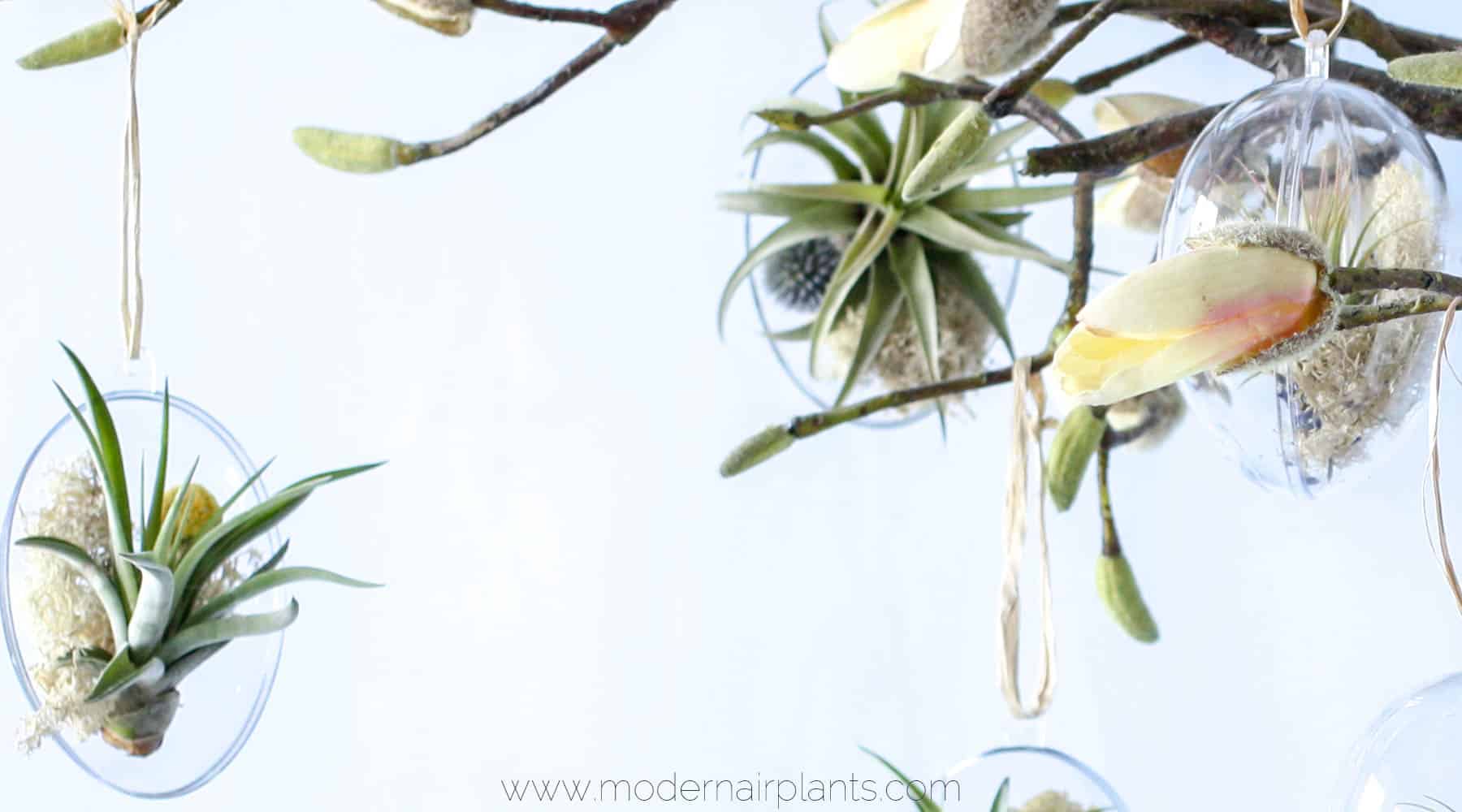 air plants - Easter decor