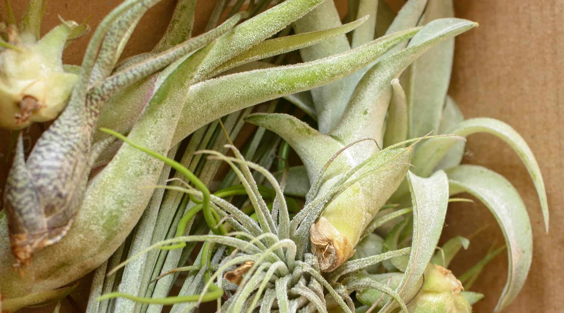 air plants crushed air plants