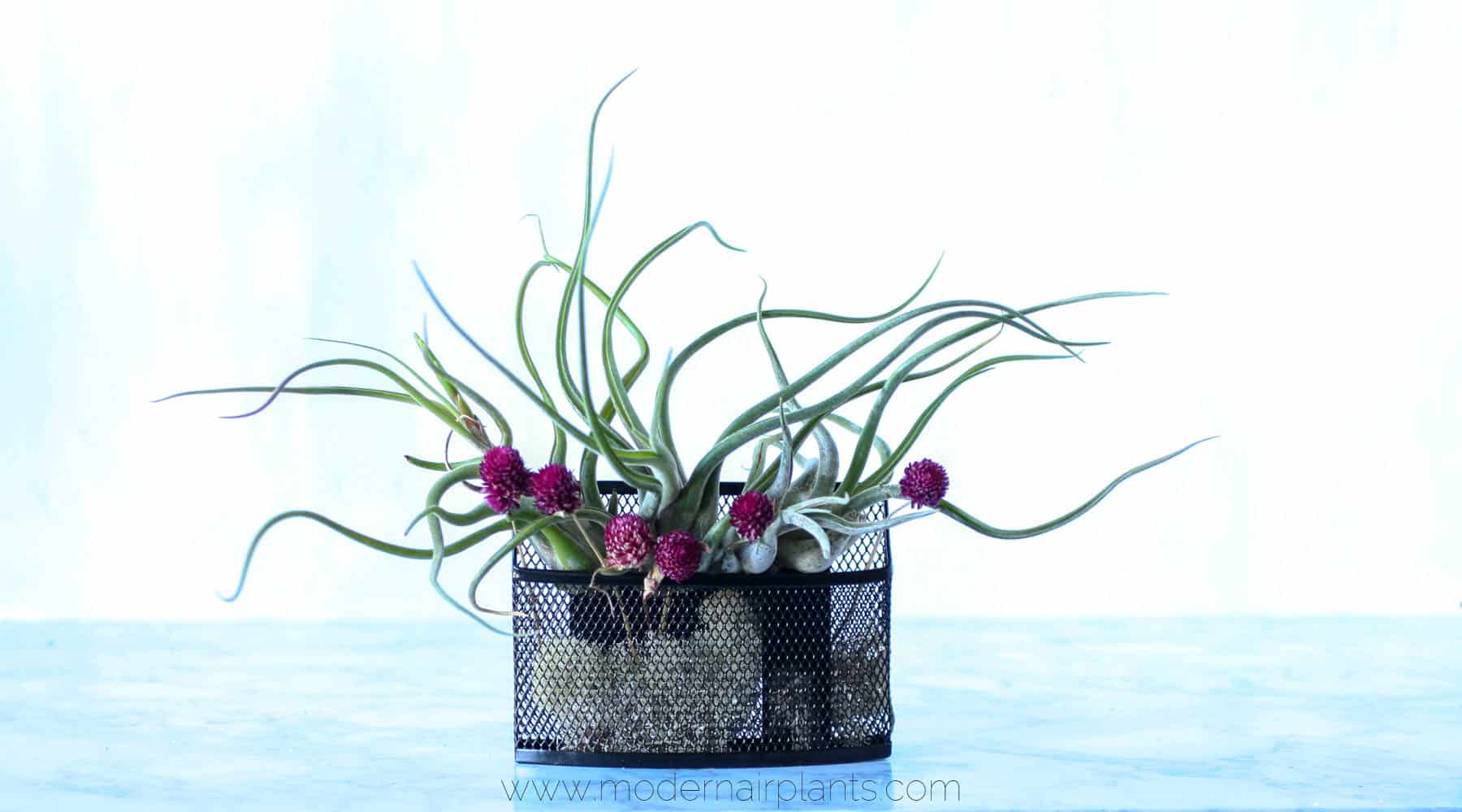 vertical garden - air plants