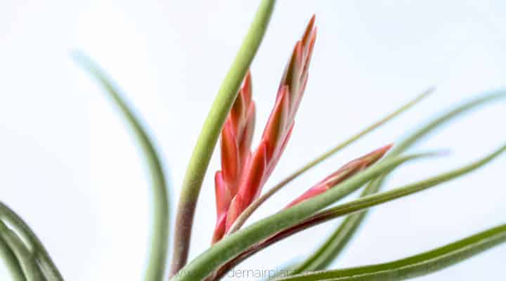 Tillandsia caput medusae