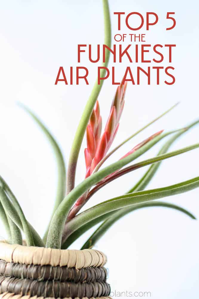 You'll love these funky crazy looking air plants