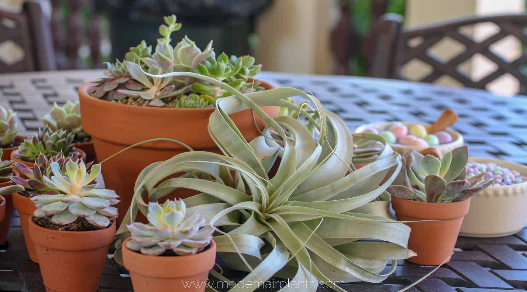 air plant wedding