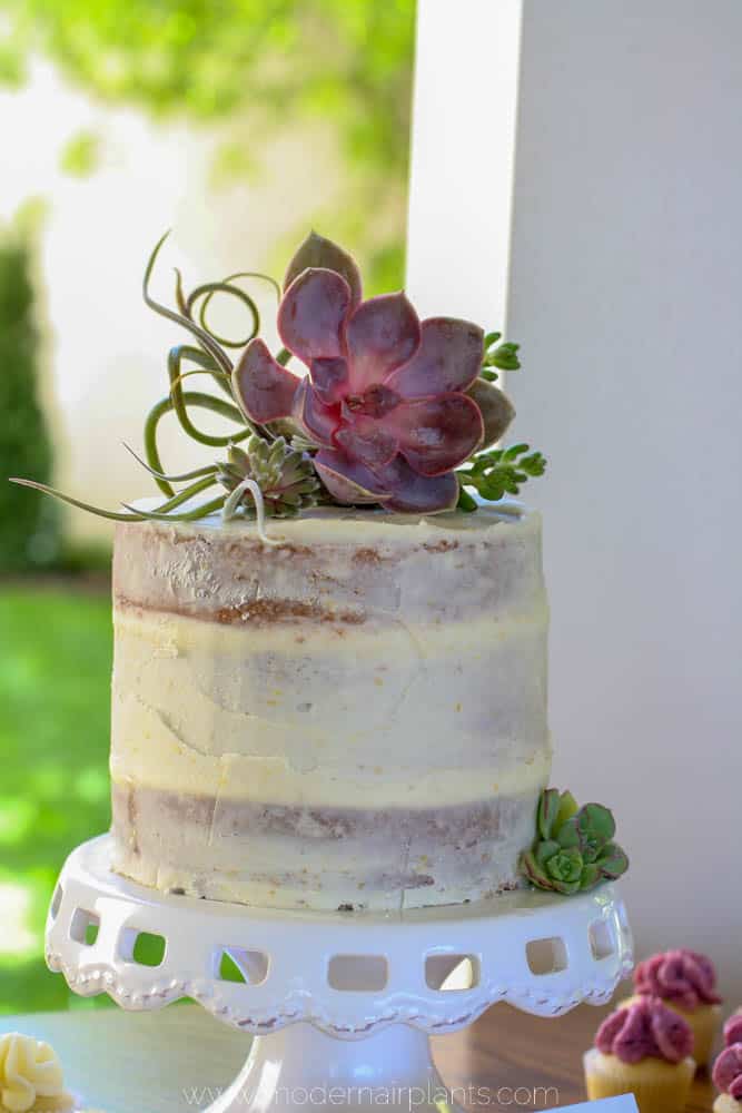 wedding cake - air plants