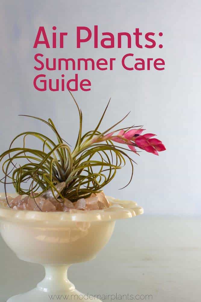 Air plants - summer care guide