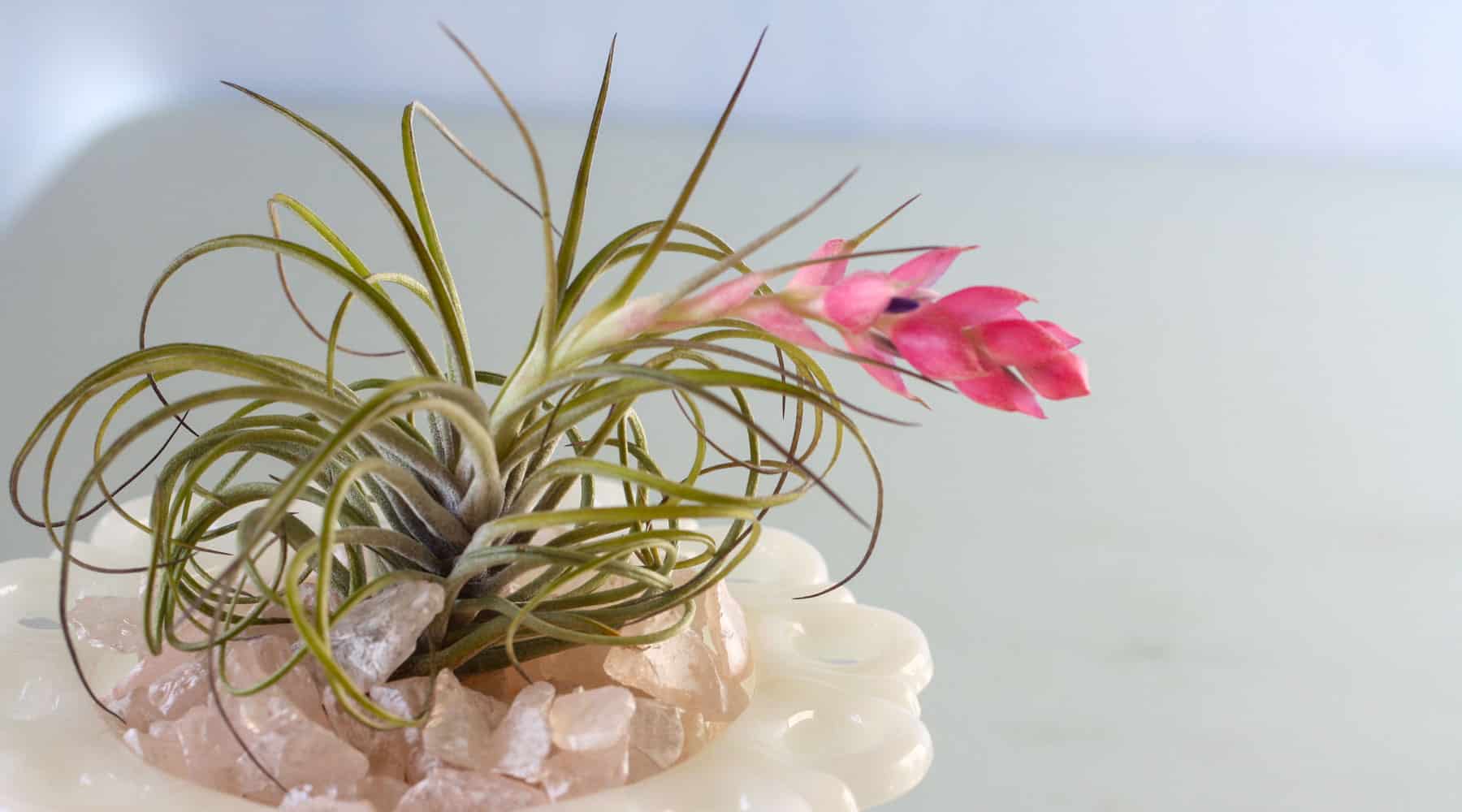 Summer care - air plants