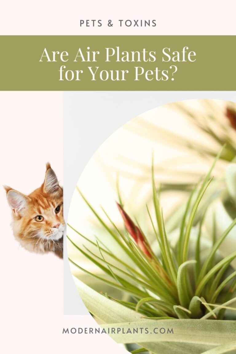 Are Air Plants Toxic to Animals? Here Are the Facts - Modern Air Plants