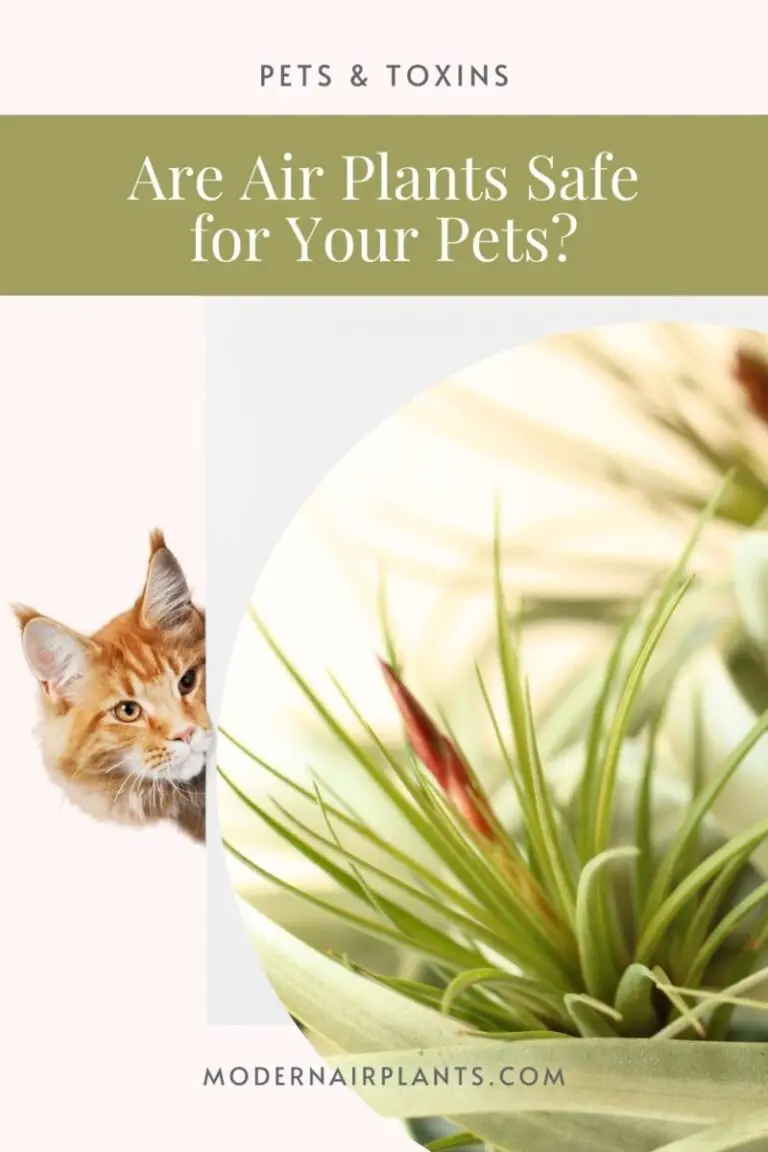Are Air Plants Toxic to Animals? Here Are the Facts Modern Air Plants
