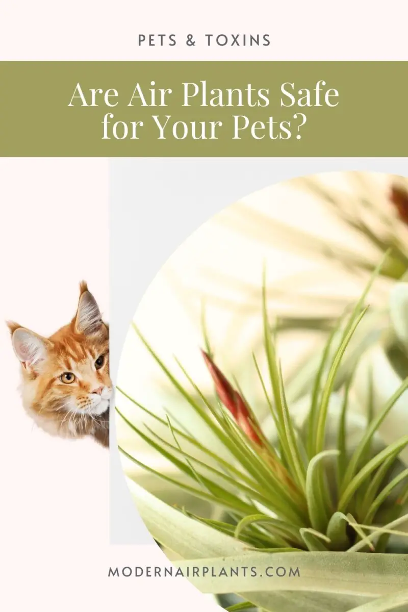 Are air plants toxic - pet safe - air plants