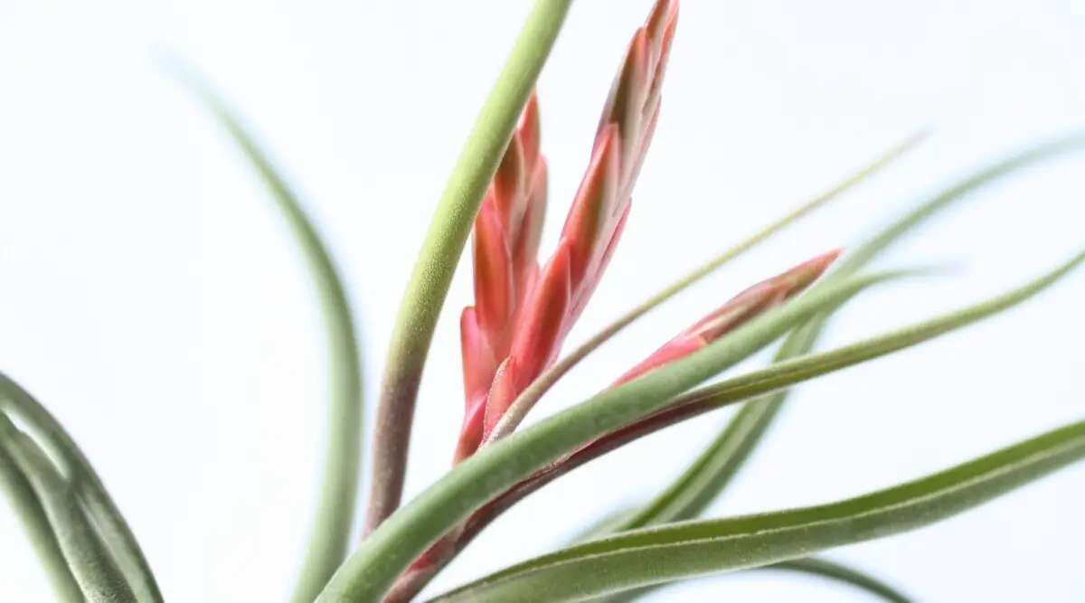 Do air plants die after blooming