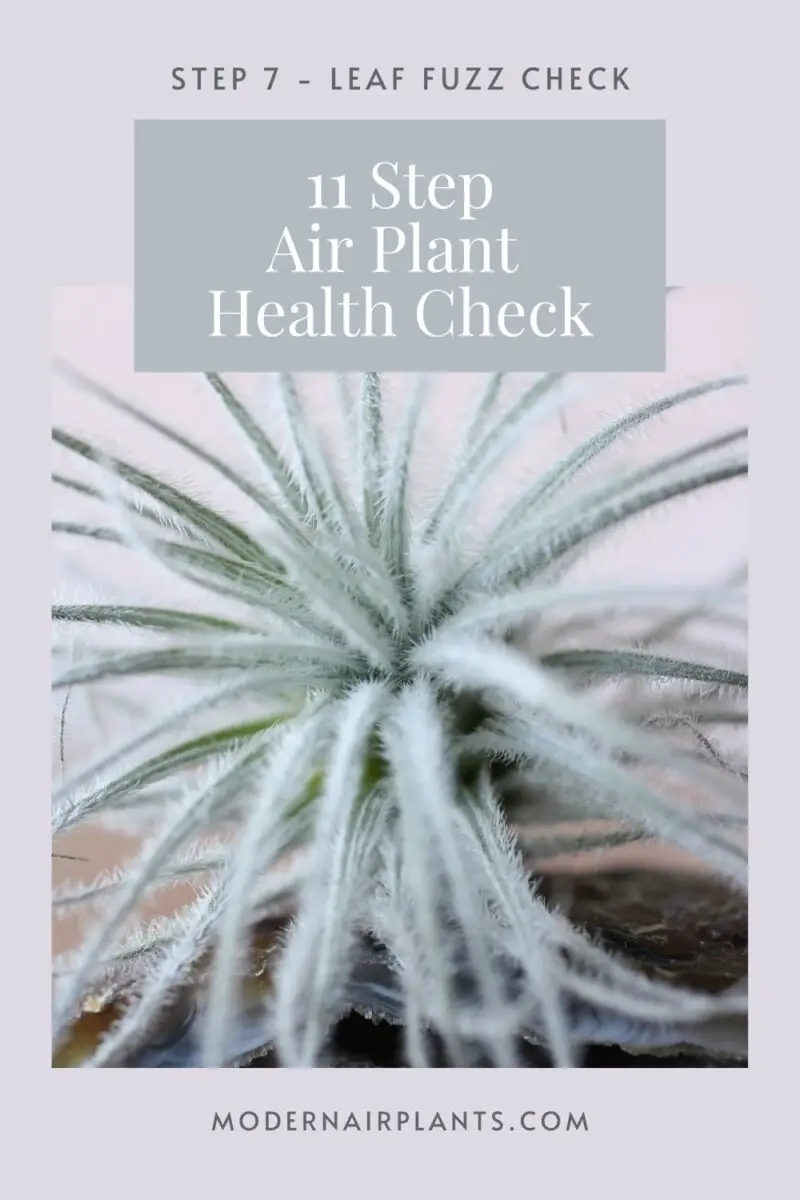 air plant health hacks