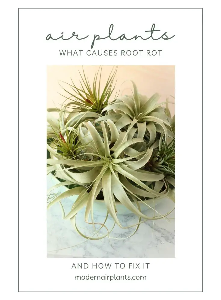 air plants - fix root rot
